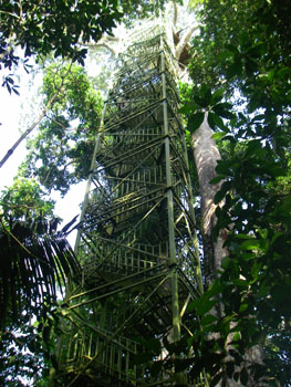 NWC Canopy Tower